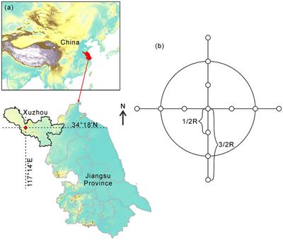 Short-term effects of forest gap size on soil enzyme activity in a Platycladus orientalis plantation